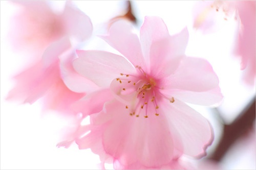 【洛陽天恒】過年沒對象？藍(lán)瘦香菇？五招教你打造桃花運(yùn)風(fēng)水