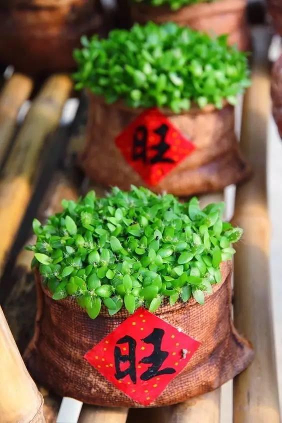 【洛陽天恒】新年裝飾創(chuàng)意家居diy 過個別致的春節(jié)~